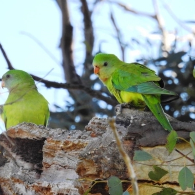 Polytelis swainsonii (Superb Parrot) at Kambah, ACT - 22 Aug 2021 by HelenCross