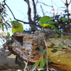 Polytelis swainsonii at Kambah, ACT - suppressed