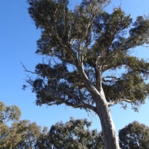 Polytelis swainsonii at Kambah, ACT - suppressed