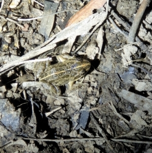 Limnodynastes tasmaniensis at Bruce, ACT - 22 Oct 2019 09:18 PM