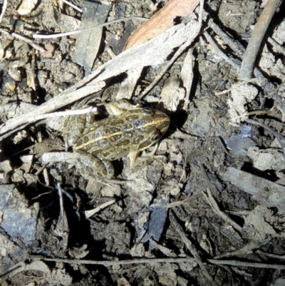 Limnodynastes tasmaniensis (Spotted Grass Frog) at Bruce, ACT - 22 Oct 2019 by LD12