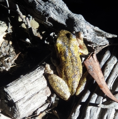 Litoria peronii (Peron's Tree Frog, Emerald Spotted Tree Frog) at Bruce, ACT - 22 Oct 2019 by LD12