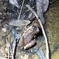 Litoria peronii (Peron's Tree Frog, Emerald Spotted Tree Frog) at Black Mountain - 22 Oct 2019 by LD12