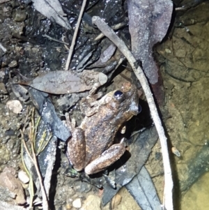 Litoria peronii at Bruce, ACT - 22 Oct 2019