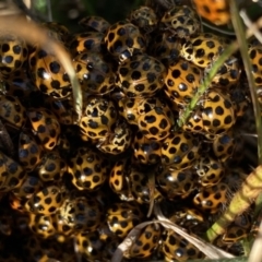 Harmonia conformis (Common Spotted Ladybird) at Googong, NSW - 22 Aug 2021 by Wandiyali