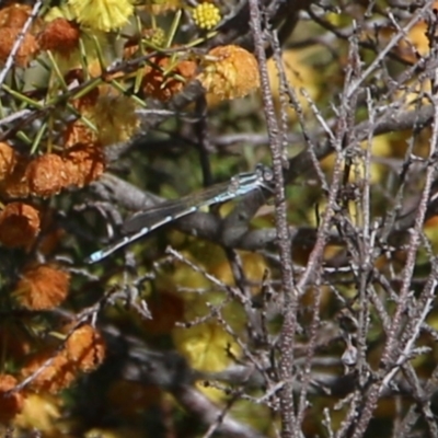 Austrolestes aridus (Inland Ringtail) at Wodonga - 22 Aug 2021 by Kyliegw