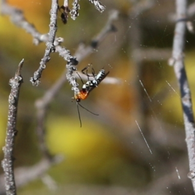 Pycnobraconoides sp. (genus) (A Braconid wasp) at Castle Creek, VIC - 22 Aug 2021 by Kyliegw
