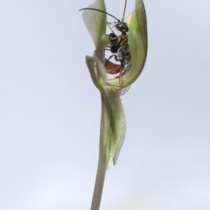 Neozeleboria cryptoides at Gundaroo, NSW - 22 Aug 2021