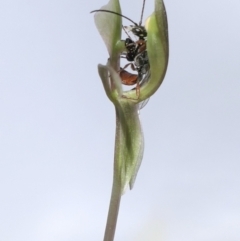 Unidentified Flower wasp (Scoliidae & Tiphiidae) (TBC) at Gundaroo, NSW - 22 Aug 2021 by MaartjeSevenster