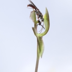 Neozeleboria cryptoides at Gundaroo, NSW - suppressed