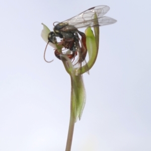 Neozeleboria cryptoides at Gundaroo, NSW - suppressed