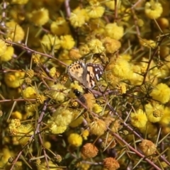 Vanessa kershawi (Australian Painted Lady) at Wodonga - 22 Aug 2021 by Kyliegw