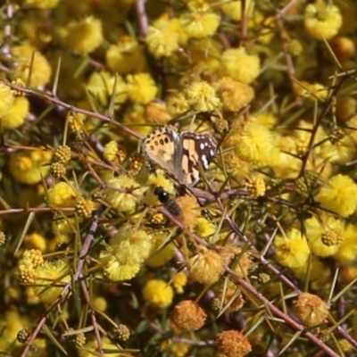 Vanessa kershawi (Australian Painted Lady) at Wodonga - 22 Aug 2021 by Kyliegw