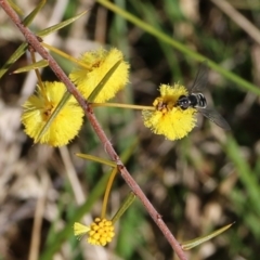 Syrphini (tribe) (Unidentified syrphine hover fly) at Castle Creek, VIC - 22 Aug 2021 by KylieWaldon