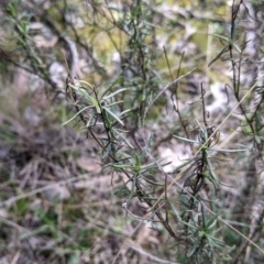 Xerochrysum viscosum (Sticky Everlasting) at Albury - 22 Aug 2021 by Darcy