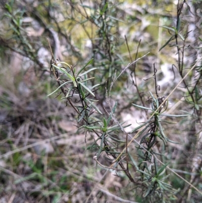 Xerochrysum viscosum (Sticky Everlasting) at Nine Mile Reserve - 22 Aug 2021 by Darcy