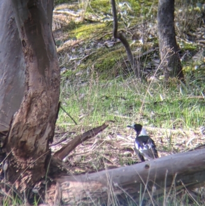 Gymnorhina tibicen (Australian Magpie) at Albury - 22 Aug 2021 by Darcy