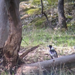 Gymnorhina tibicen (Australian Magpie) at Nine Mile Reserve - 22 Aug 2021 by Darcy