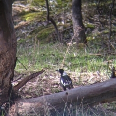 Gymnorhina tibicen at Table Top, NSW - 22 Aug 2021 10:17 AM