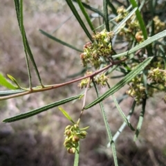 Dodonaea viscosa subsp. angustifolia (Giant Hop-bush) at Table Top, NSW - 22 Aug 2021 by Darcy