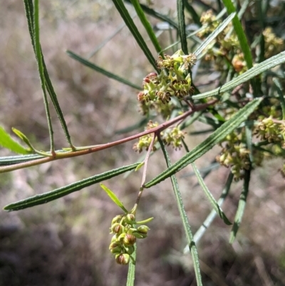 Dodonaea viscosa subsp. angustifolia (Giant Hop-bush) at Nine Mile Reserve - 22 Aug 2021 by Darcy