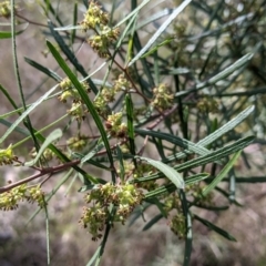 Dodonaea viscosa subsp. angustifolia at Table Top, NSW - 22 Aug 2021