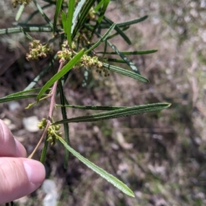 Dodonaea viscosa subsp. angustifolia at Table Top, NSW - 22 Aug 2021 10:19 AM