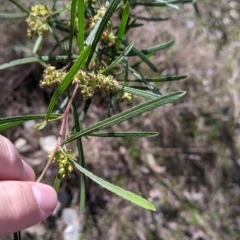 Dodonaea viscosa subsp. angustifolia at Table Top, NSW - 22 Aug 2021