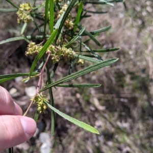 Dodonaea viscosa subsp. angustifolia at Table Top, NSW - 22 Aug 2021 10:19 AM