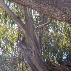 Climacteris picumnus (Brown Treecreeper) at Nine Mile Reserve - 22 Aug 2021 by Darcy
