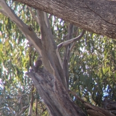 Climacteris picumnus (Brown Treecreeper) at Albury - 22 Aug 2021 by Darcy