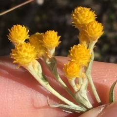 Chrysocephalum apiculatum (Common Everlasting) at Acton, ACT - 15 Aug 2021 by NedJohnston