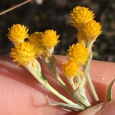 Chrysocephalum apiculatum (Common Everlasting) at Black Mountain - 15 Aug 2021 by Ned_Johnston