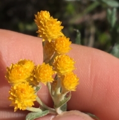 Chrysocephalum apiculatum at Acton, ACT - 15 Aug 2021 11:17 AM