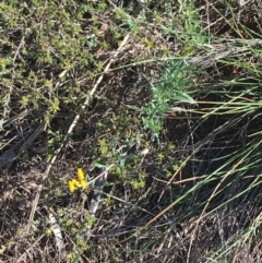 Chrysocephalum apiculatum at Acton, ACT - 15 Aug 2021 11:17 AM