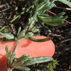 Chrysocephalum apiculatum at Acton, ACT - 15 Aug 2021 11:17 AM