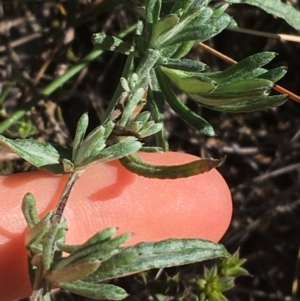 Chrysocephalum apiculatum at Acton, ACT - 15 Aug 2021