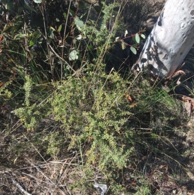 Grevillea alpina (Mountain Grevillea / Cat's Claws Grevillea) at Acton, ACT - 15 Aug 2021 by Ned_Johnston