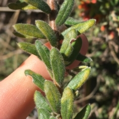 Grevillea alpina at Acton, ACT - 15 Aug 2021 11:19 AM