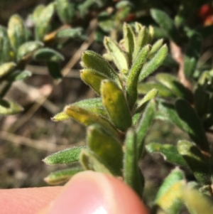 Grevillea alpina at Acton, ACT - 15 Aug 2021