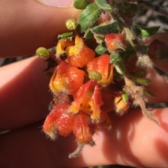 Grevillea alpina at Acton, ACT - 15 Aug 2021 11:19 AM