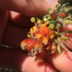 Grevillea alpina at Acton, ACT - 15 Aug 2021