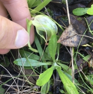 Pterostylis nutans at Acton, ACT - 15 Aug 2021