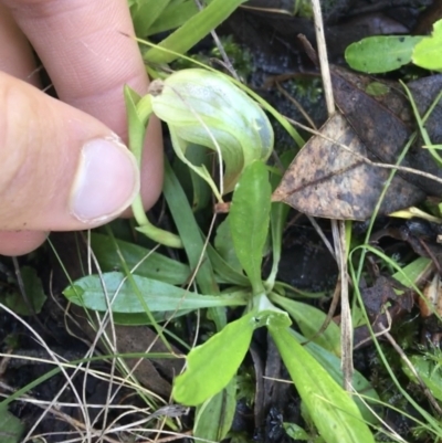Pterostylis nutans (Nodding Greenhood) at Acton, ACT - 15 Aug 2021 by NedJohnston