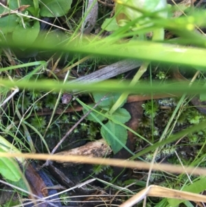 Pterostylis nutans at Acton, ACT - 15 Aug 2021