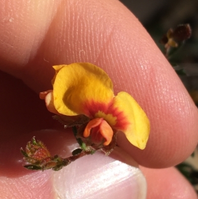 Dillwynia phylicoides (A Parrot-pea) at Acton, ACT - 15 Aug 2021 by NedJohnston