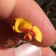 Dillwynia phylicoides (A Parrot-pea) at Point 38 - 15 Aug 2021 by Ned_Johnston