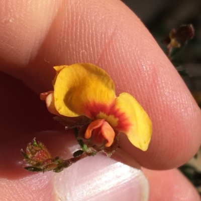 Dillwynia phylicoides (A Parrot-pea) at Black Mountain - 15 Aug 2021 by Ned_Johnston