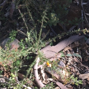 Dillwynia phylicoides at Acton, ACT - 15 Aug 2021