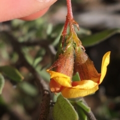 Dillwynia phylicoides at Acton, ACT - 15 Aug 2021 11:33 AM